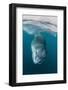 Adult Leopard Seal (Hydrurga Leptonyx) Inspecting the Camera Above and Below Water at Damoy Point-Michael Nolan-Framed Photographic Print