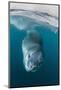 Adult Leopard Seal (Hydrurga Leptonyx) Inspecting the Camera Above and Below Water at Damoy Point-Michael Nolan-Mounted Photographic Print