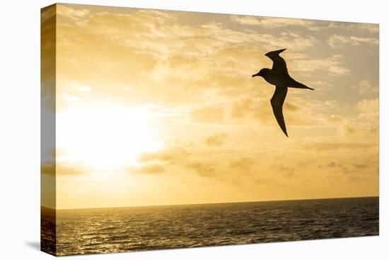 Adult Light-Mantled Sooty Albatross (Phoebetria Palpebrata) in Flight in the Drake Passage-Michael Nolan-Stretched Canvas