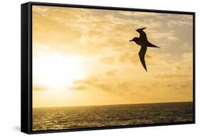 Adult Light-Mantled Sooty Albatross (Phoebetria Palpebrata) in Flight in the Drake Passage-Michael Nolan-Framed Stretched Canvas