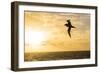 Adult Light-Mantled Sooty Albatross (Phoebetria Palpebrata) in Flight in the Drake Passage-Michael Nolan-Framed Photographic Print