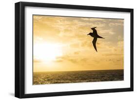 Adult Light-Mantled Sooty Albatross (Phoebetria Palpebrata) in Flight in the Drake Passage-Michael Nolan-Framed Photographic Print