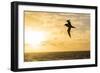 Adult Light-Mantled Sooty Albatross (Phoebetria Palpebrata) in Flight in the Drake Passage-Michael Nolan-Framed Photographic Print