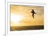 Adult Light-Mantled Sooty Albatross (Phoebetria Palpebrata) in Flight in the Drake Passage-Michael Nolan-Framed Photographic Print