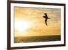 Adult Light-Mantled Sooty Albatross (Phoebetria Palpebrata) in Flight in the Drake Passage-Michael Nolan-Framed Photographic Print