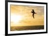 Adult Light-Mantled Sooty Albatross (Phoebetria Palpebrata) in Flight in the Drake Passage-Michael Nolan-Framed Photographic Print