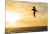 Adult Light-Mantled Sooty Albatross (Phoebetria Palpebrata) in Flight in the Drake Passage-Michael Nolan-Mounted Photographic Print