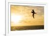 Adult Light-Mantled Sooty Albatross (Phoebetria Palpebrata) in Flight in the Drake Passage-Michael Nolan-Framed Photographic Print