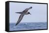 Adult Light-Mantled Sooty Albatross (Phoebetria Palpebrata) in Flight in the Drake Passage-Michael Nolan-Framed Stretched Canvas