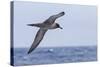 Adult Light-Mantled Sooty Albatross (Phoebetria Palpebrata) in Flight in the Drake Passage-Michael Nolan-Stretched Canvas