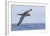 Adult Light-Mantled Sooty Albatross (Phoebetria Palpebrata) in Flight in the Drake Passage-Michael Nolan-Framed Photographic Print