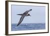 Adult Light-Mantled Sooty Albatross (Phoebetria Palpebrata) in Flight in the Drake Passage-Michael Nolan-Framed Photographic Print