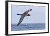 Adult Light-Mantled Sooty Albatross (Phoebetria Palpebrata) in Flight in the Drake Passage-Michael Nolan-Framed Photographic Print