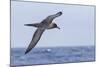 Adult Light-Mantled Sooty Albatross (Phoebetria Palpebrata) in Flight in the Drake Passage-Michael Nolan-Mounted Photographic Print