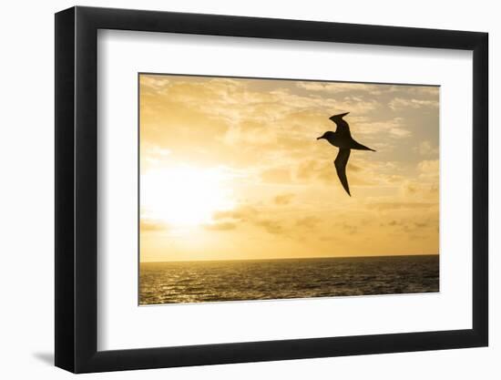 Adult Light-Mantled Sooty Albatross (Phoebetria Palpebrata) in Flight in the Drake Passage-Michael Nolan-Framed Premium Photographic Print