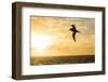 Adult Light-Mantled Sooty Albatross (Phoebetria Palpebrata) in Flight in the Drake Passage-Michael Nolan-Framed Photographic Print