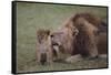 Adult Lion Cleaning Cub-DLILLC-Framed Stretched Canvas