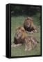 Adult Lions with Cub in Grass-DLILLC-Framed Stretched Canvas