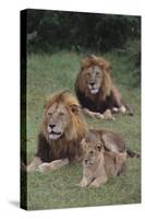 Adult Lions with Cub in Grass-DLILLC-Stretched Canvas