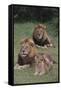 Adult Lions with Cub in Grass-DLILLC-Framed Stretched Canvas