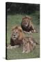 Adult Lions with Cub in Grass-DLILLC-Stretched Canvas