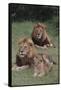 Adult Lions with Cub in Grass-DLILLC-Framed Stretched Canvas