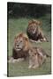 Adult Lions with Cub in Grass-DLILLC-Stretched Canvas