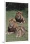 Adult Lions with Cub in Grass-DLILLC-Framed Photographic Print