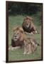 Adult Lions with Cub in Grass-DLILLC-Framed Photographic Print