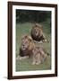 Adult Lions with Cub in Grass-DLILLC-Framed Photographic Print