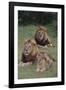 Adult Lions with Cub in Grass-DLILLC-Framed Photographic Print