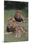 Adult Lions with Cub in Grass-DLILLC-Mounted Photographic Print