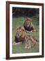 Adult Lions with Cub in Grass-DLILLC-Framed Photographic Print