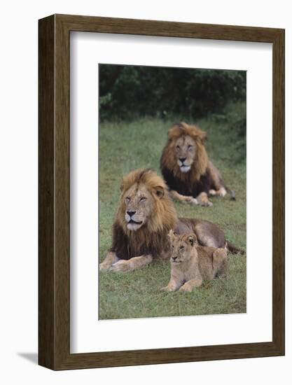 Adult Lions with Cub in Grass-DLILLC-Framed Photographic Print