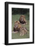 Adult Lions with Cub in Grass-DLILLC-Framed Photographic Print