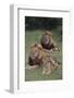 Adult Lions with Cub in Grass-DLILLC-Framed Photographic Print