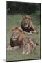 Adult Lions with Cub in Grass-DLILLC-Mounted Photographic Print