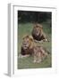 Adult Lions with Cub in Grass-DLILLC-Framed Photographic Print