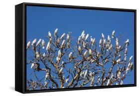 Adult Little Corellas (Cacatua Sanguinea) in Boab Tree in Wyndham, Kimberley, Western Australia-Michael Nolan-Framed Stretched Canvas