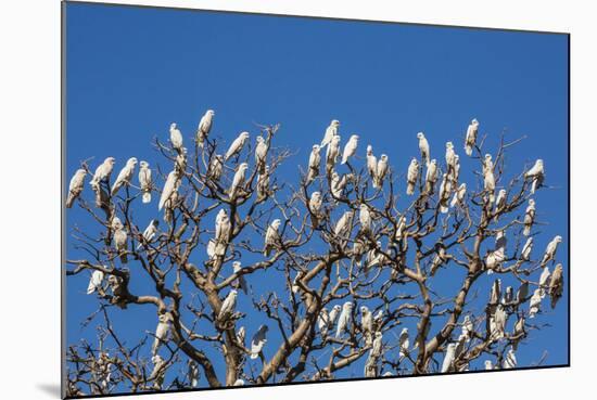 Adult Little Corellas (Cacatua Sanguinea) in Boab Tree in Wyndham, Kimberley, Western Australia-Michael Nolan-Mounted Photographic Print