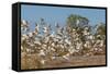 Adult Little Corellas (Cacatua Sanguinea) in Flight in Wyndham, Kimberley, Western Australia-Michael Nolan-Framed Stretched Canvas