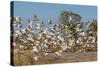 Adult Little Corellas (Cacatua Sanguinea) in Flight in Wyndham, Kimberley, Western Australia-Michael Nolan-Stretched Canvas