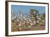 Adult Little Corellas (Cacatua Sanguinea) in Flight in Wyndham, Kimberley, Western Australia-Michael Nolan-Framed Photographic Print