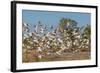 Adult Little Corellas (Cacatua Sanguinea) in Flight in Wyndham, Kimberley, Western Australia-Michael Nolan-Framed Photographic Print