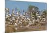 Adult Little Corellas (Cacatua Sanguinea) in Flight in Wyndham, Kimberley, Western Australia-Michael Nolan-Mounted Photographic Print