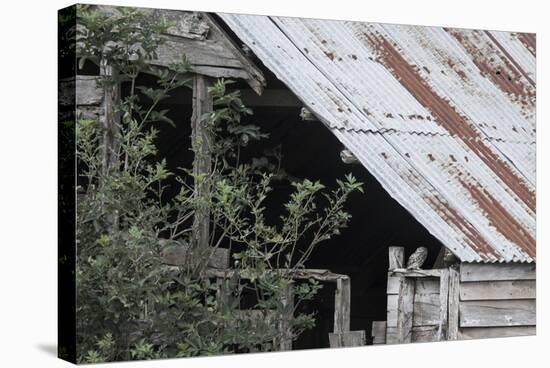 Adult Little Owl (Athene Noctua) Peering Out from an Old Barn-Brent Stephenson-Stretched Canvas