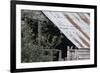 Adult Little Owl (Athene Noctua) Peering Out from an Old Barn-Brent Stephenson-Framed Photographic Print