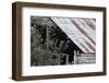 Adult Little Owl (Athene Noctua) Peering Out from an Old Barn-Brent Stephenson-Framed Photographic Print