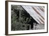 Adult Little Owl (Athene Noctua) Peering Out from an Old Barn-Brent Stephenson-Framed Photographic Print