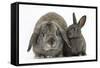 Adult Lop and Baby Agouti Rabbits-Mark Taylor-Framed Stretched Canvas